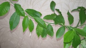 Как Обрезать Лимон Как Ухаживать За Домашним Лимоном Обрезка Комнатного Лимона