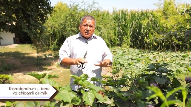 Beor o'simlik Клеродендрум Clerodendrum смотреть онлайн