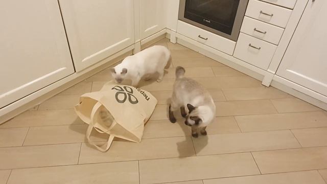 КОТОБЛОГ смотреть онлайн
