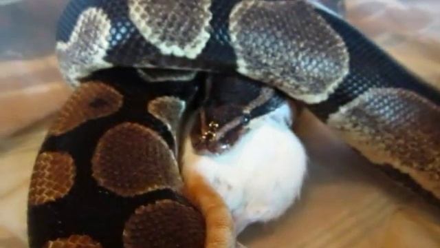 Adult Ball Python Eating A Colossal Rat FT смотреть онлайн