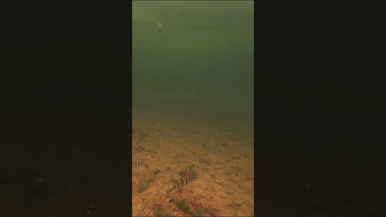 Окунь игнорирует мотыля на зимней рыбалке Подводное видео#рыбалка #fishing #fishingvideo #shortvideo смотреть онлайн