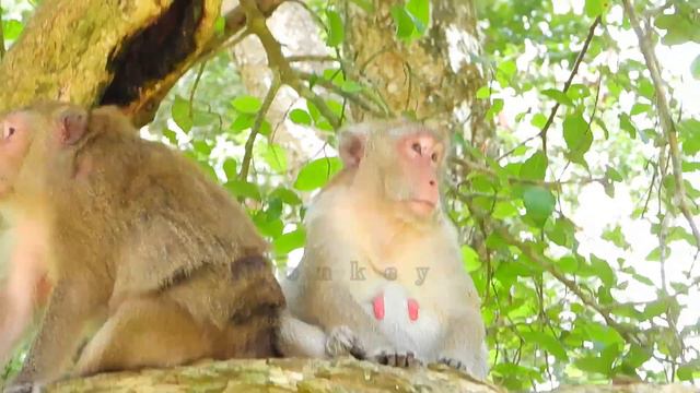 Pregnant monkey Jane very sweet & relax together with poor daughter Janna смотреть онлайн
