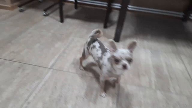 мерле чихуахуа Кастропуло Крым Симферополь красивый окрас смотреть онлайн