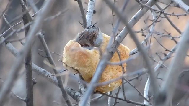 Воробей и хлеб. смотреть онлайн