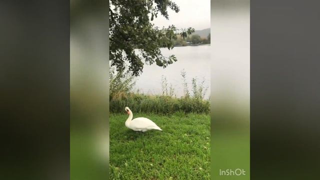 Лебединое озеро | Эдик Даманский смотреть онлайн