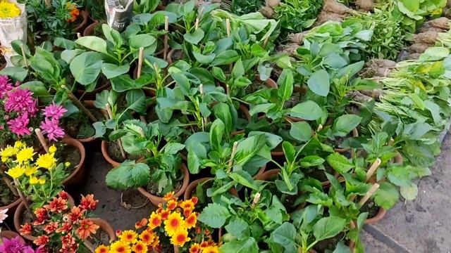 Winter Season Morning Galiff Street Plants Market Visit On Sunday ||