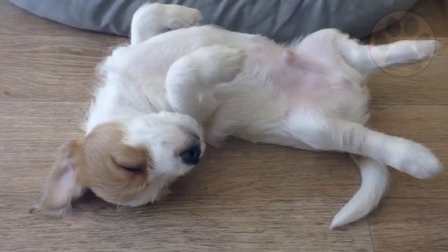 How To Train A Jack Russell Terrier | Dog World смотреть онлайн