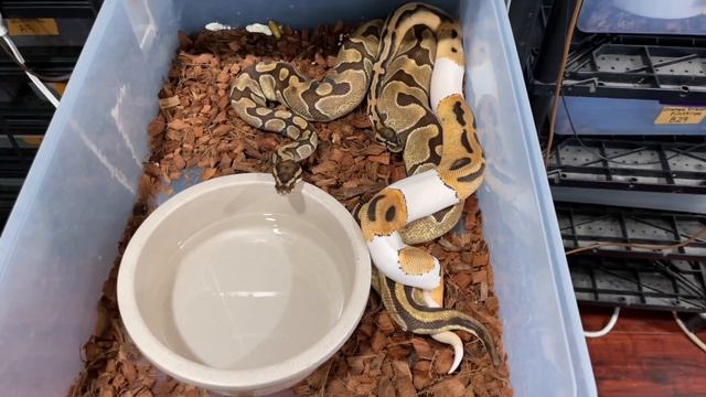 3 LOCKS In One Day! Ball Python Breeding Updates - 2022 Season смотреть онлайн