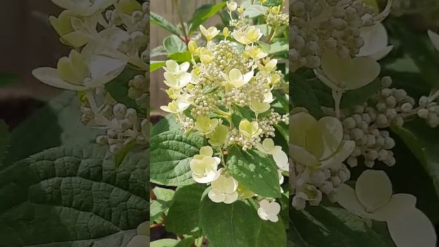 Метельчатая гортензия Эрли Сенсейшен смотреть онлайн