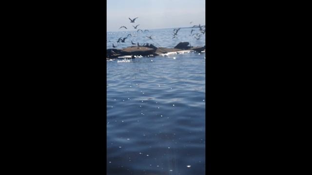 лодка BERKUT на Чудском озере! смотреть онлайн