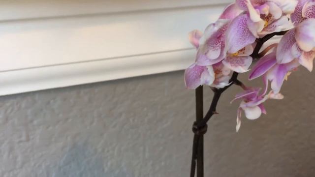 Peloric Dtps. Jiaho's Pink Girl смотреть онлайн