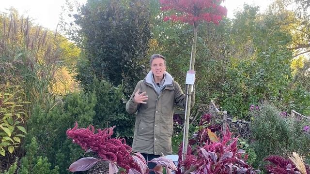 Planting Burning Bush. Euonymus Alatus 'Compactus'. Autumn Garden. Shrubs. Baltic Gardening