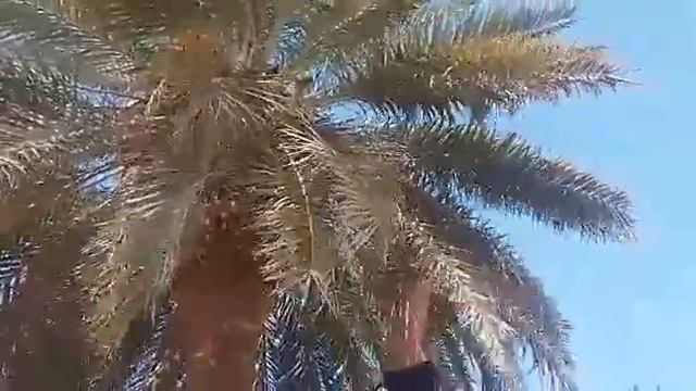 Как сорвать кокос смотреть онлайн