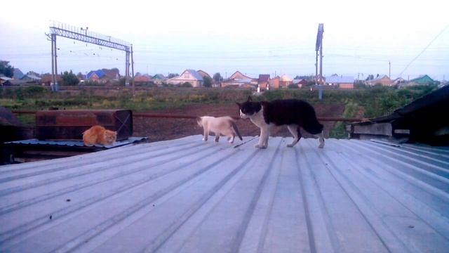 Коты на крыше (cat fight) смотреть онлайн