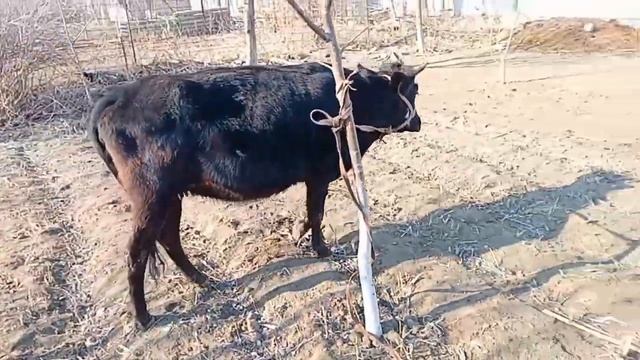 Срочно сотилади бокувда манзил бекобод шахар смотреть онлайн