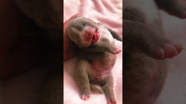 Американский булли Щенок. Лиловая милота  ☺️