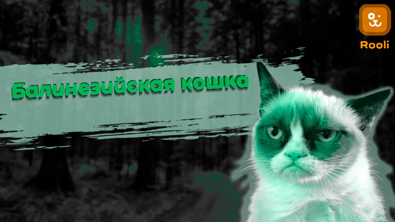 Балинезийская кошка: фото, описание, особенности породы смотреть онлайн