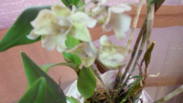 Обзор посылки. Dendrobium polysema x aberrans смотреть онлайн