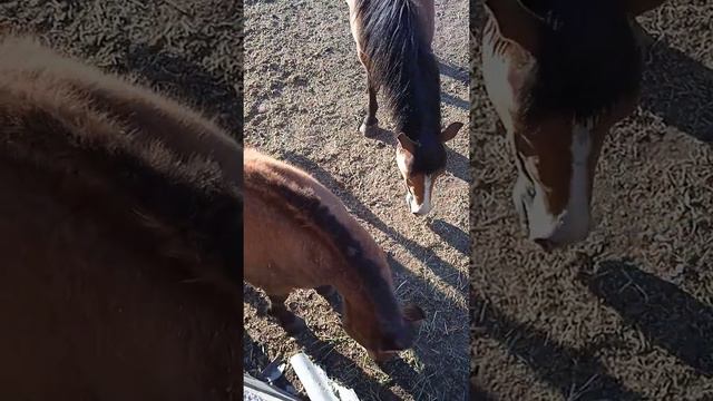 От создателя 