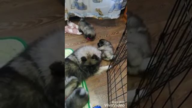 Нашим деткам 1 месяц! Предлагаем для резерва 3 щенка породы Кеесхонд/Вольфшпиц смотреть онлайн