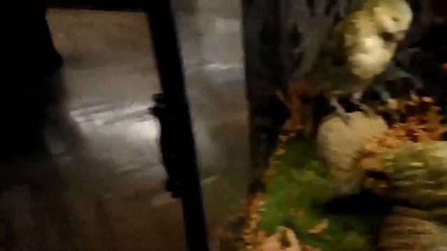 Вена. Музей природной истории (Naturhistorisches Museum). смотреть онлайн