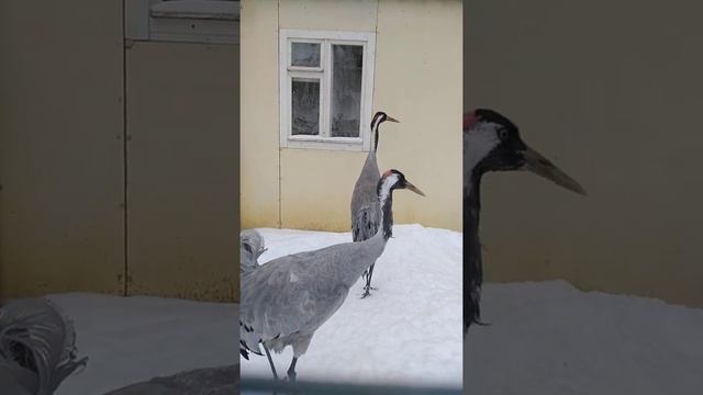 Не снимай, сейчас клюну! Или Серый журавль, с походкой от бедра. смотреть онлайн