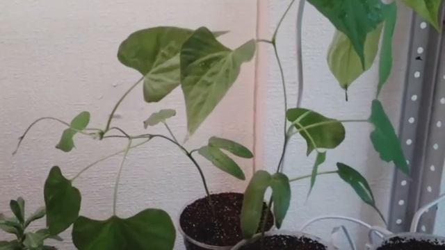 ИПОМЕЯ на Балконе??Высадка на постоянное место смотреть онлайн