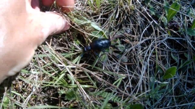 Молодой перламутровый жук смотреть онлайн