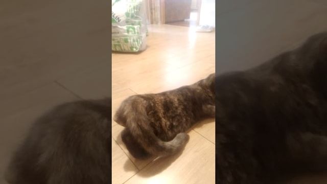 Как кошка хочет кота смотреть онлайн