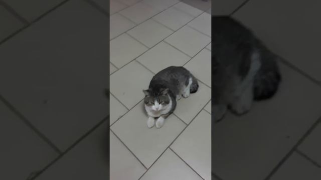 Любимчик Вася. Город Малоярославец, месная больница, - приёмный покой. смотреть онлайн