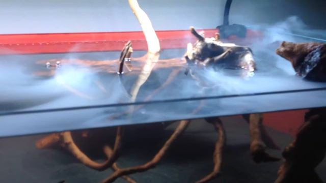 Shallow tank with azalea root смотреть онлайн