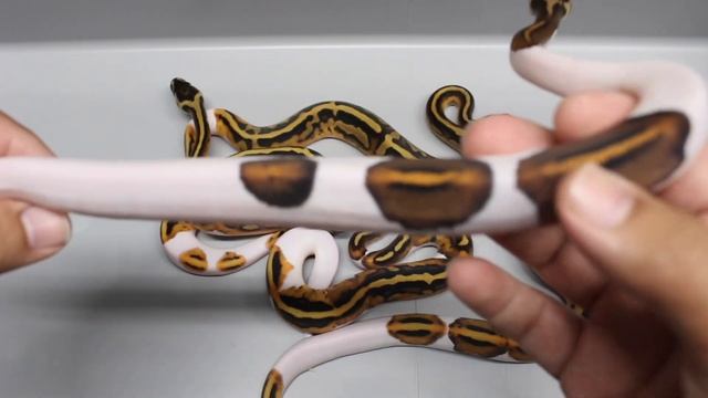 Dreamsical x Black Pastel Pied Ball Python Clutch! смотреть онлайн