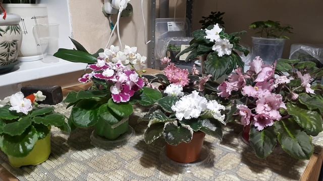 Фиалки! 7 Правил ОСОБОГО ухода ОСЕНЬЮ!! смотреть онлайн