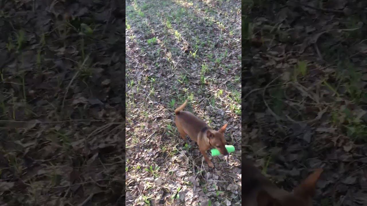 Гуляем) нашёл игрушку и не отдаёт) #гуляюссобакой #dog #собака #линавещает смотреть онлайн