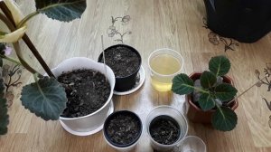 Выгонка глоксиний. Каскадное пробуждение клубней. Как удобрять глоксинии