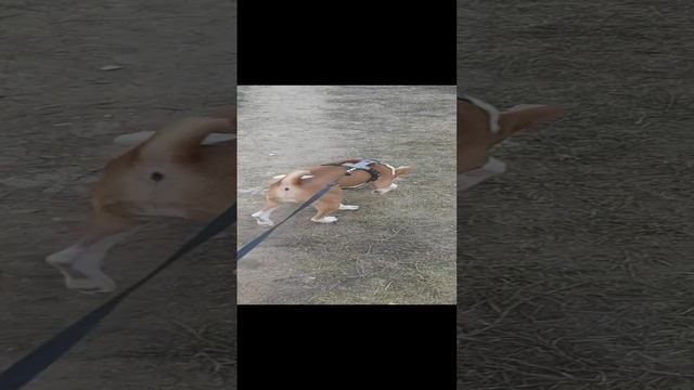 Мой щенок Бассенджи на прогулке. смотреть онлайн