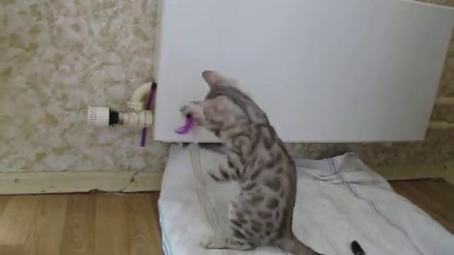 бенгальские котята смотреть онлайн