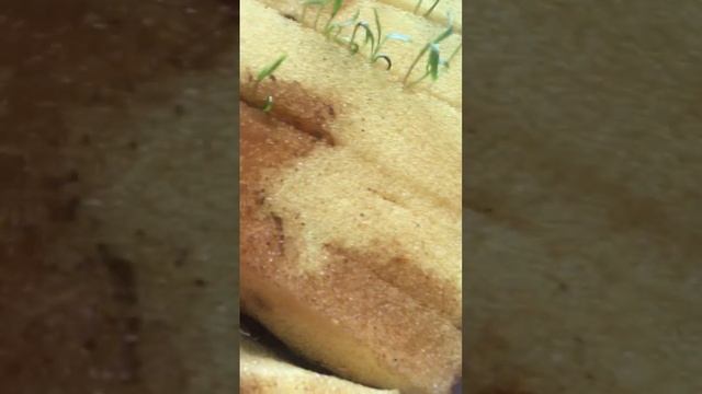 Как выросость уроп дома. Из семян укроп, без химиии за не делю, подробно.. смотреть онлайн