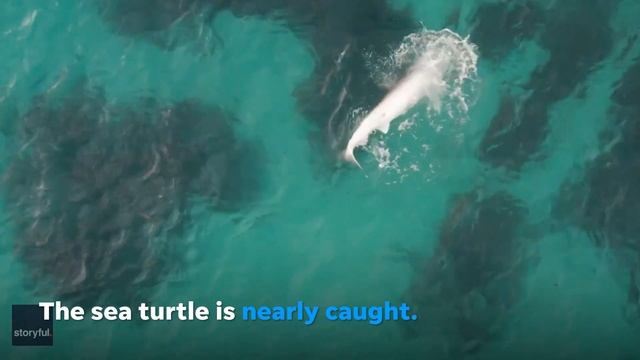 Sea turtle dodges tiger shark attack, manages to escape shark’s grasp | USA TODAY смотреть онлайн