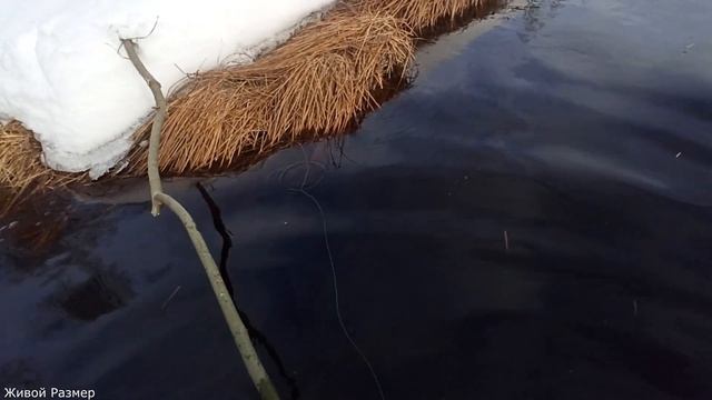 ВЕСНА В ЛЕСУ | щука на рогатку | последний лёд | рыбалка по жидкой воде смотреть онлайн