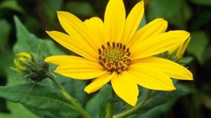 Выращивание топинамбура в открытом грунте как бизнес идея