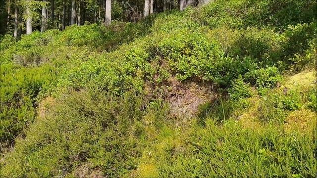 Pilze 11. Juli 2021 - Rotkappen, Pfifferlinge, Cortinarien, Gelbblättriger Rübling, Steinpilz смотреть онлайн