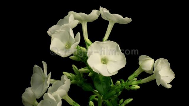 Phlox erblüht in Zeitraffer / Phlox blooming in timelapse смотреть онлайн