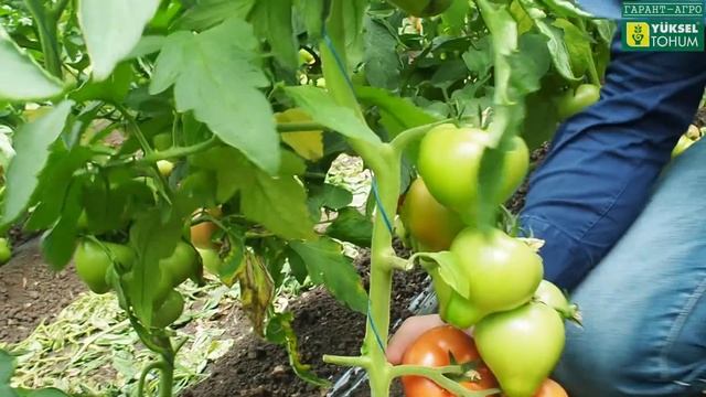 СГОРЕЛ ТОМАТ, часть 6. Итог смотреть онлайн