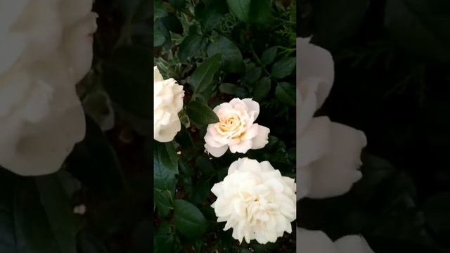 Роза Лионс розе (Lions Rose) Kordes смотреть онлайн