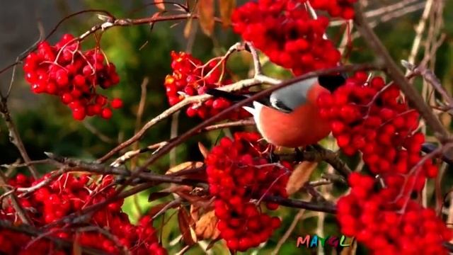 Прилетели Снегири,такие яркие, клюют рябину. смотреть онлайн