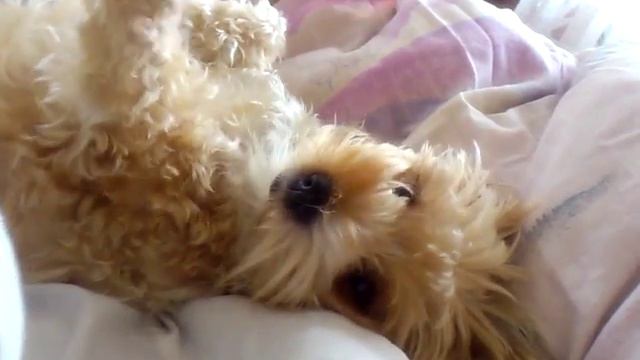 видео 2014 08 24 играюсь с Алисой смотреть онлайн