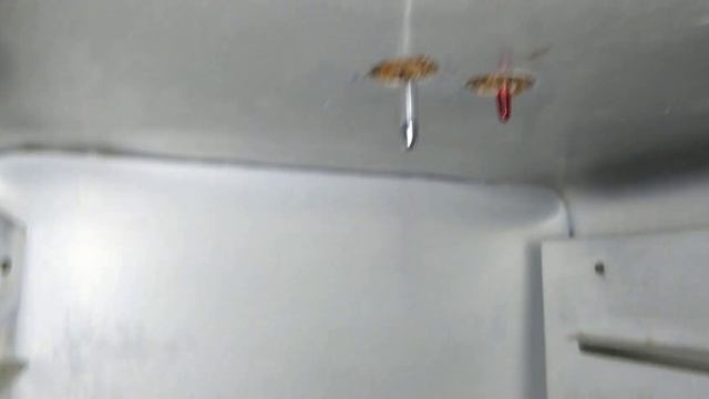 Жарочно-суховой шкаф ШСС-80 смотреть онлайн