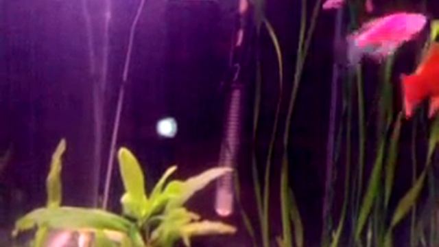 my aquarium смотреть онлайн