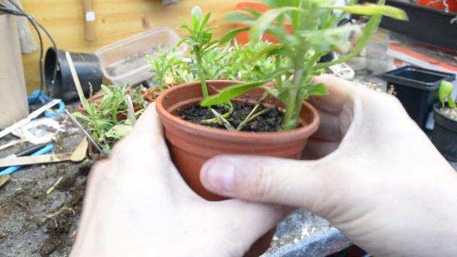 Propagating Osteospermum (Cape Daisy) How To Propagate